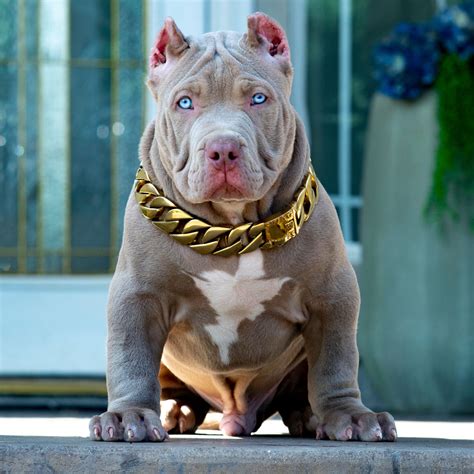 bully american xxl|xl bully puppies for sale.